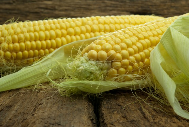Jagung muda