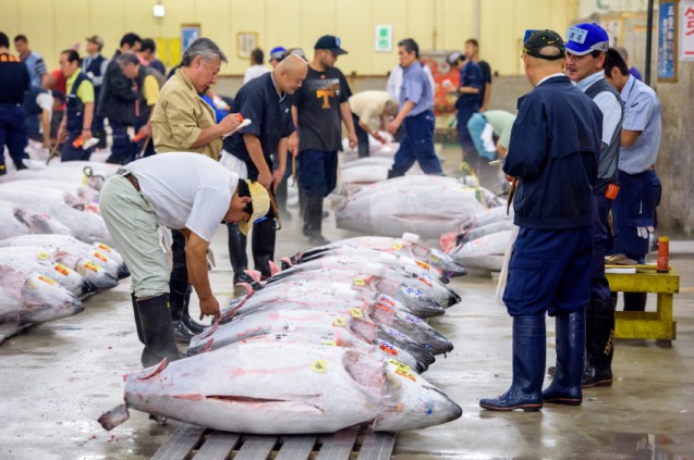 Tsukiji Fish Market - Japan