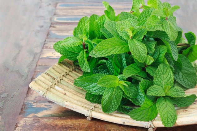 Daun mint