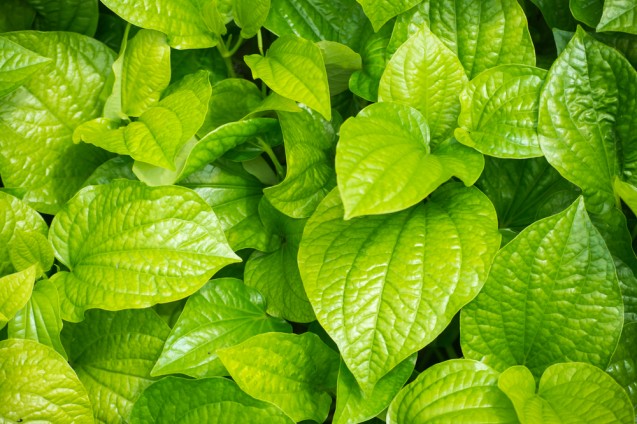 Daun sirih