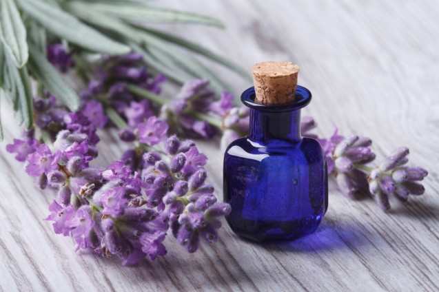 Minyak lavender