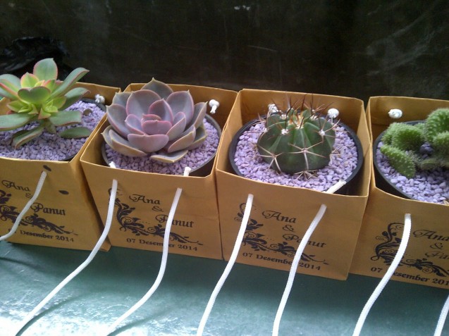 Souvenir pernikahan unik bibit tanaman hias