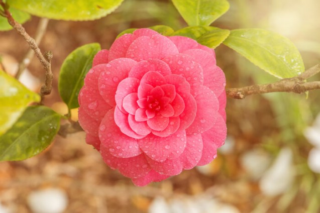 Cara memutihkan kulit dengan minyak tsubaki atau camellia