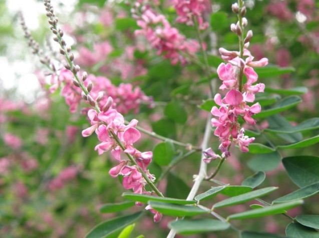 Indigofera atau nilam untuk mencerahkan wajah ala geisha