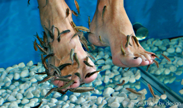 Fish spa
