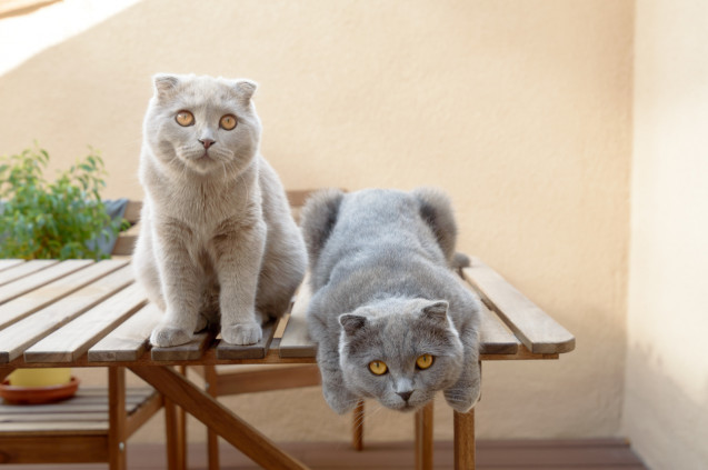 Kucing