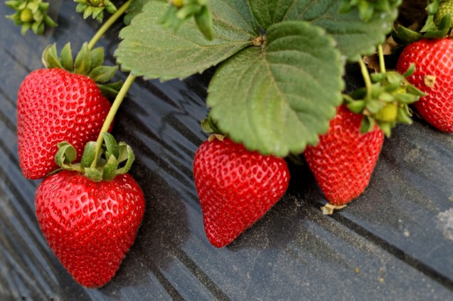 Strawberry