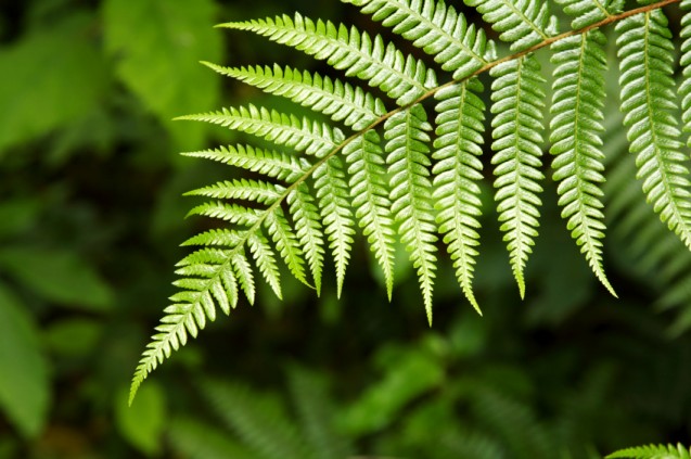 Daun Pakis