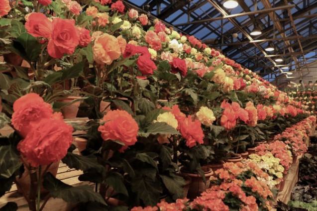 Begonia Flowers - Nabana no Sato